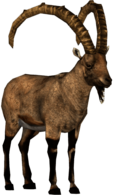 Ibex