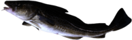 Cod