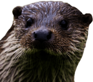 Otter Close Up