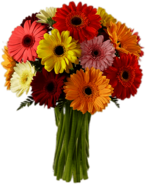 Bouquet Of Coloured Gerberas