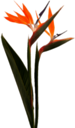 Bird Of Paradise Two Flowers