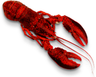 Lobster