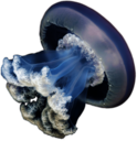 Jellyfish