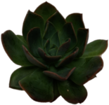 Echeveria Succulent