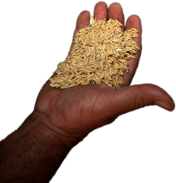 Rice In Hand