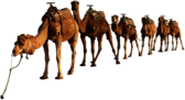 Camel Group