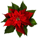 Poinsettia Top View