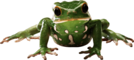 Frog Front