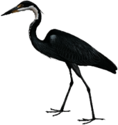 Black Headed Heron Drawing