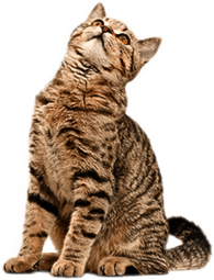 Cat Looking Up