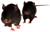 Rat Duo Front