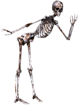 Skeleton Posing