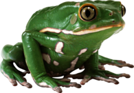 Side View Green Frog