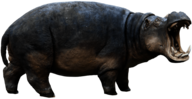 Hippopotamus Right
