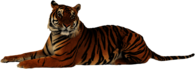 Tiger Lying Down Looking Right