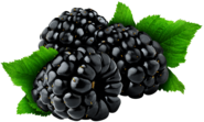 Blackberries and Leaves