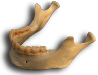 Mandible Bone