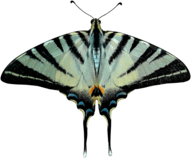 Butterfly Grey and Black