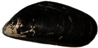 Mussel