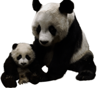 Panda and Baby