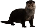 Full Size Otter