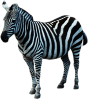 Zebra Sideview