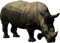 Rhinoceros Muddy