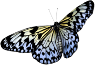 Butterfly Taking Off