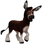 Bo the Donkey