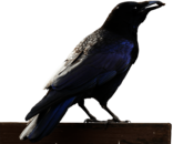 Magpie