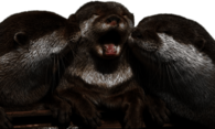 Cuddling Otters