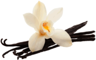 Vanilla Bean Flower