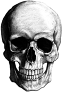 White Skull Drawing