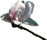 Velvetty White Flower