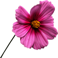 Pink Flower on Stem