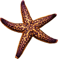 Starfish Purple
