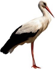 Standing Stork