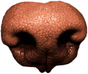 Dog Nose