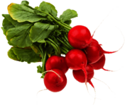 Radishes