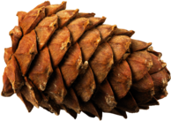Pine Cone Lying Down