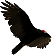 Turkey Vulture Flying