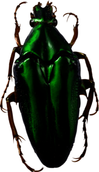 Bug Green