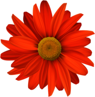 Orange Flower Closeup