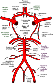 Circle Of Willis