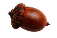 Single Acorn