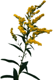Goldenrod flowers