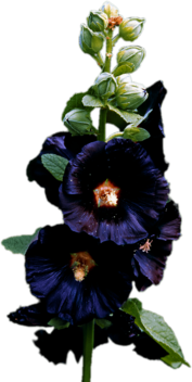 Dark Purple Hollyhock