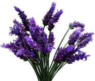 Lavender Bunch
