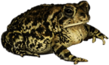 Fowler's Toad