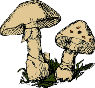 Illustration of Mushrooms